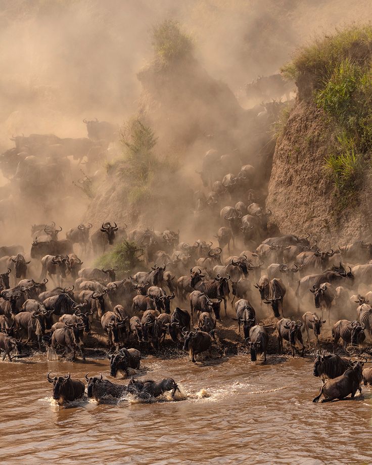 Serengeti