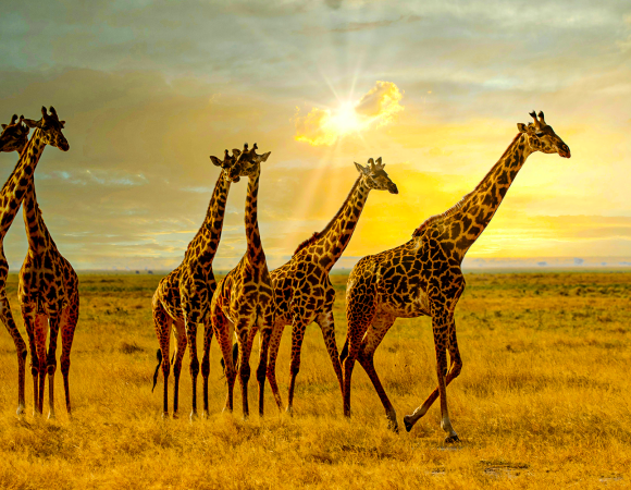 1Day Trip  Private Fly-in Safari; Zanzibar to Nyerere National Park